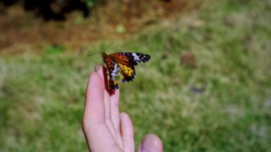 Kelebeğin insan elinin kanatlarını açtığı yakın plan.