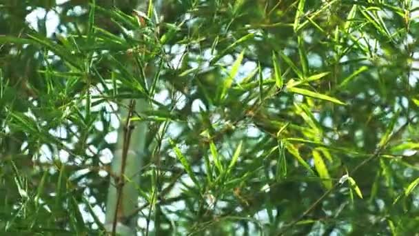 緑の葉を通して輝く美しい日差しのある竹の木 — ストック動画