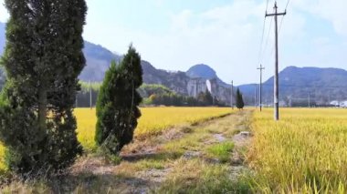 Ağaçlarla dolu tarlada olgunlaşmış sarı pirinç bitkileri.