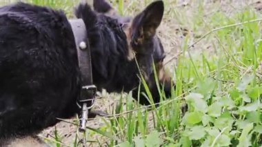Köpek ormandaki yeşil bahar otlarını yer.. 