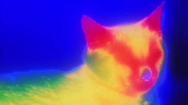 Termální zobrazovací kamera detekující tělesné teplo kočky — Stock video