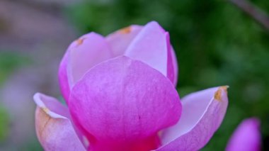 Güzel pembe bir manolya çiçeğinin yakın çekimi..