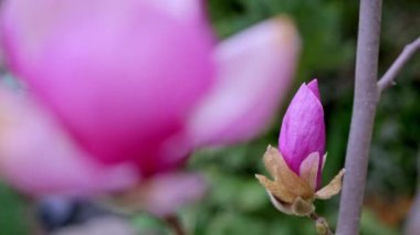 Güzel, pembe bir manolya tomurcuğunun yakın çekimi..