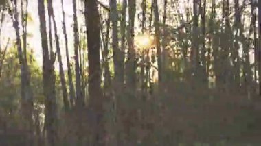 Hareket, araba penceresinden bambu ormanının bulanık ağaçlarını gösteriyor