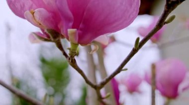 Güzel pembe bir manolya çiçeğinin yakın çekimi..