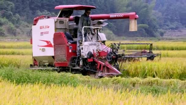 CHENZHOU, CHINA - 06 de octubre de 2021: La cosechadora cosecha arroz maduro — Vídeo de stock