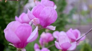 Hareket eden güzel bir pembe çiçeğe yakın çekim. Çiçek açan bir manolya değil.