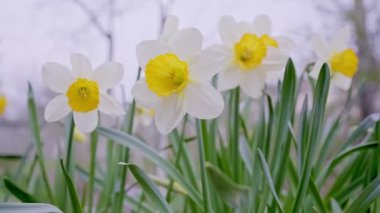 Nergislerin beyaz ve sarı çiçekleri. Narsislerin bahar patlaması.