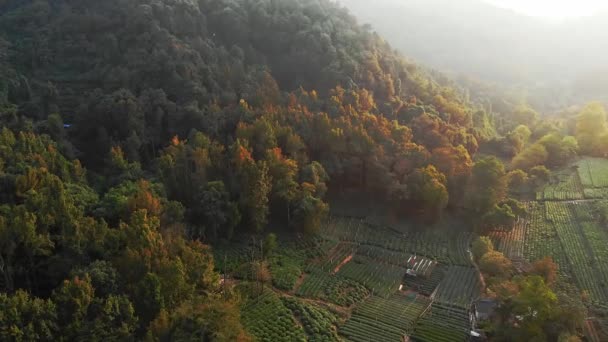 공중에서 본 신선 한 녹차 계단식 농장 중국 항저우의 언덕 — 비디오