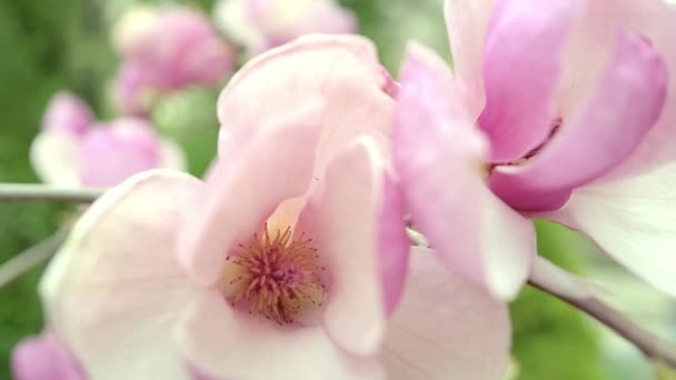 Close-up of a beautiful pink flower of blooming magnolia. — Stock Video