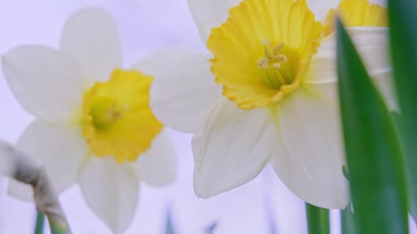 Dwa kwiaty białych i żółtych żonkili na wietrze — Wideo stockowe
