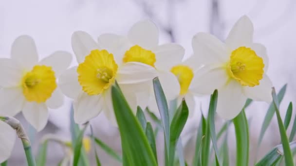 Witte en gele bloemen van narcissen. Voorjaarsopleving van narcissen. — Stockvideo