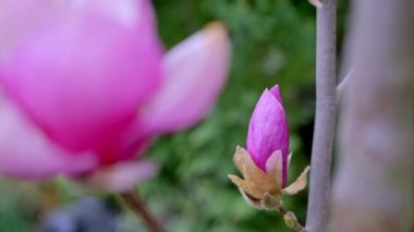 Güzel pembe bir manolya çiçeğinin yakın çekimi..