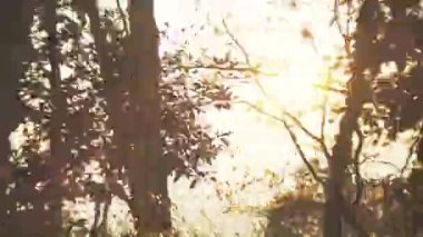 Hareket, araba penceresinden ağaçları bulanıklaştırdı