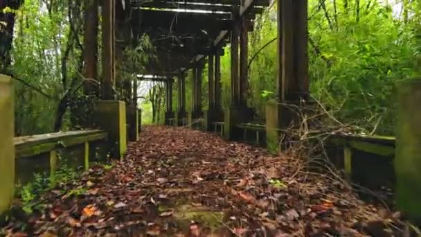 Forward dollying abandoned pathway tunnel with plants. — Stock Video