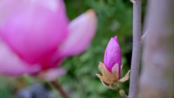 Close-up of a beautiful pink flower of blooming magnolia. — ストック動画