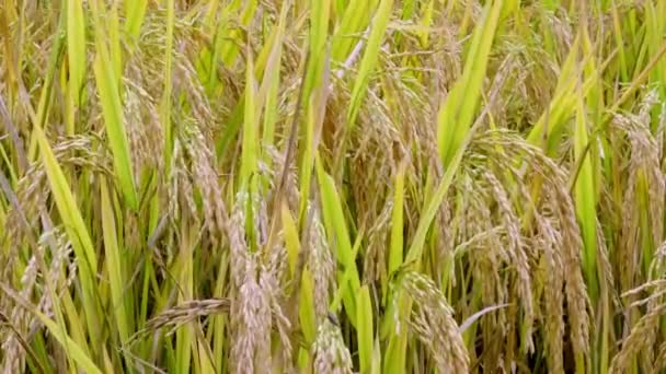 Primo piano di un riso maturo dorato agricolo. — Video Stock