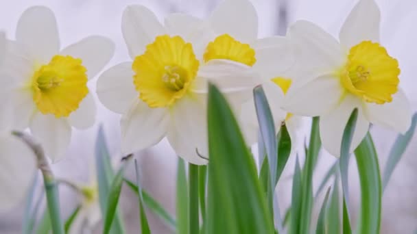 White and yellow flowers of daffodils. Spring booming of narcissus. — Vídeos de Stock
