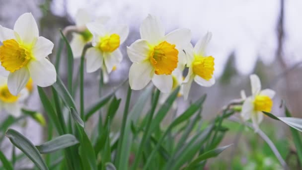 Białe i żółte kwiaty żonkili. Wiosenny boom narcyzów. — Wideo stockowe