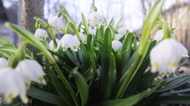 Rüzgarda sallanan kar damlaları. Çiçekler açıyor..