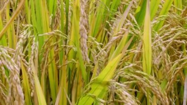 Tarım altın pirincine yakın plan..