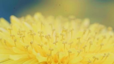 Süper makro bebek, güzel sarı bir karahindiba çiçeğinin yan görüntüsü..