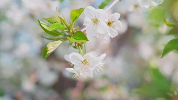 Dolly footage cherry blossom in full bloom swaying in the wind. — Stock videók