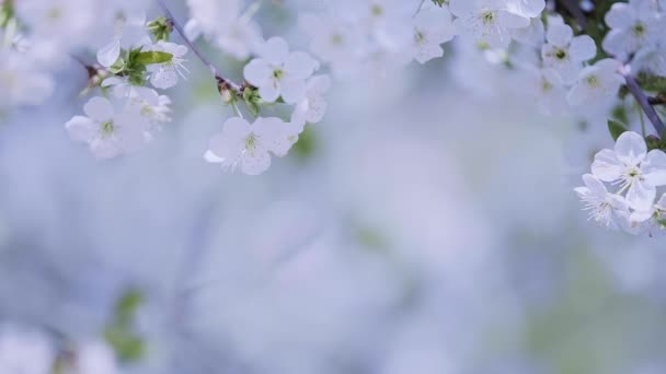 Hintergrund der Kirschblüte in voller Blüte schwankt im Wind. — Stockvideo