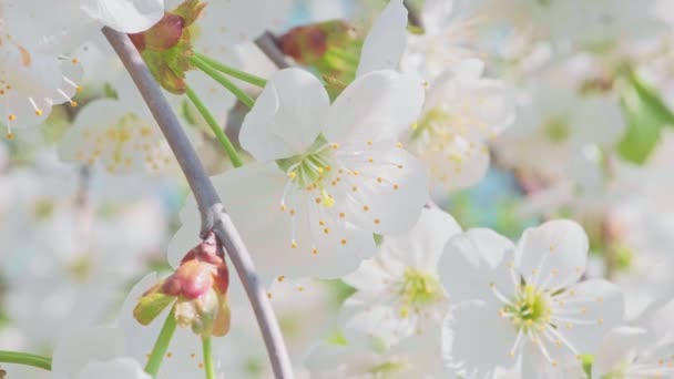 Macro footage of the cherry blossom in full bloom swaying in the wind. — Wideo stockowe