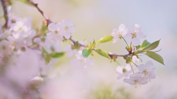 A brunch of cherry blossom in full bloom swaying in the wind. — Stockvideo