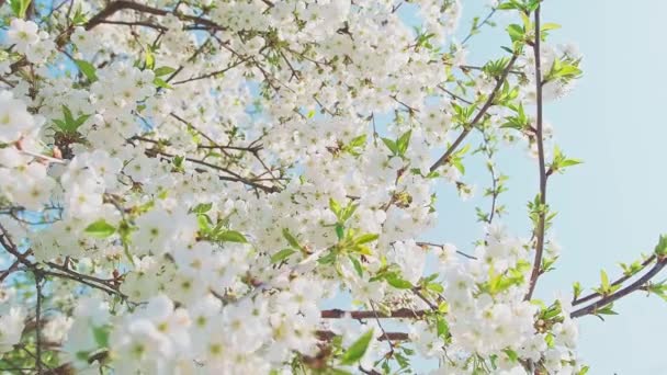 Many branches of Cherry blossom swaying in the wind. — Wideo stockowe