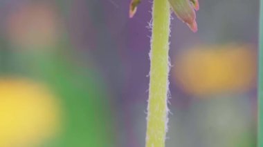 Dolly, saplı güzel sarı bir karahindiba çiçeğinin yukarı doğru görüntüsü. .