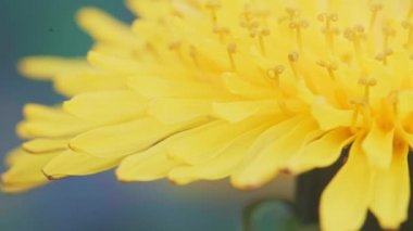 Süper makro bebek, güzel sarı bir karahindiba çiçeğinin yan görüntüsü..