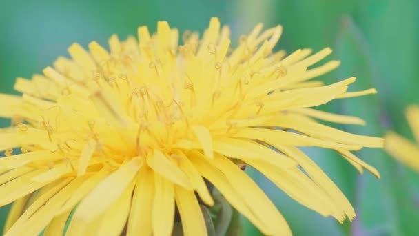 Close-up dolly footage of a beautiful yellow dandelion flower. — ストック動画