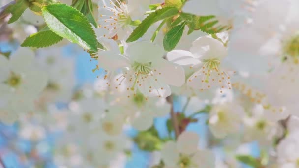 Dolly footage Cherry blossom in full bloom swaying in the wind. — Stock videók