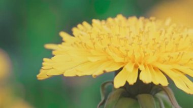 Güzel, sarı bir karahindiba çiçeğinin yan görüntüsü..