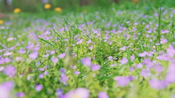 Весняний альпійський луг з різнокольоровими дикими квітами . — стокове відео