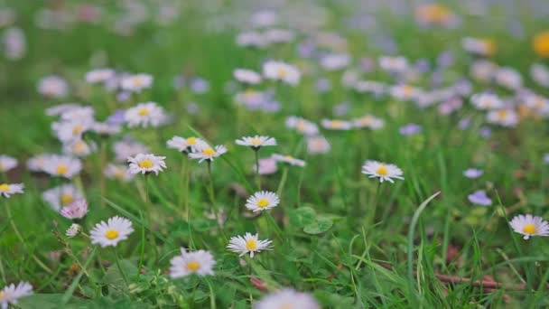 Spring alpine meadow with white Bellis. — Vídeo de Stock