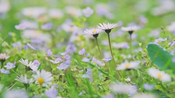 Prato alpino primaverile con Bellis bianco. — Video Stock