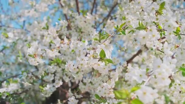 Beautiful cherry blossom in full bloom swaying in the wind. — Stockvideo