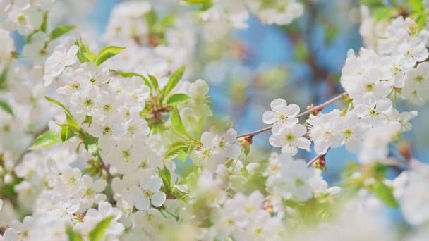 Cherry blossom in full bloom swaying in strong wind. — Wideo stockowe