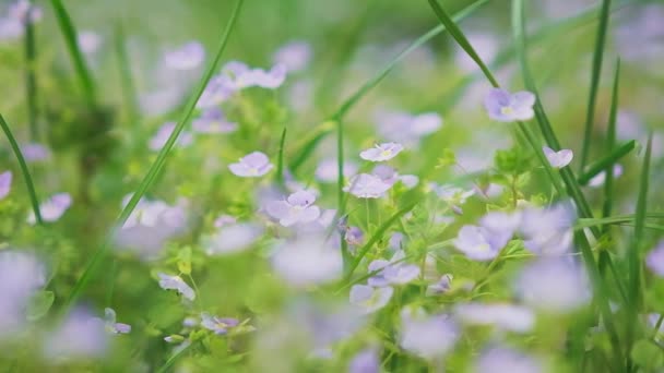 Primavera prato alpino con fiori di campo colorati. — Video Stock