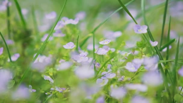 Voorjaarsalmweide met kleurrijke wilde bloemen. — Stockvideo