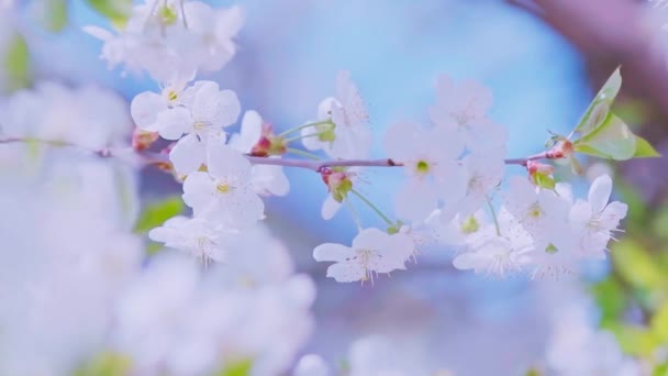 Macro footage of the cherry blossom in full bloom swaying in the wind. — Wideo stockowe
