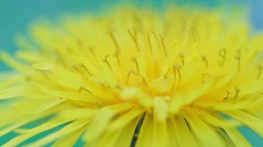 Süper makro bebek, güzel sarı bir karahindiba çiçeğinin yan görüntüsü..