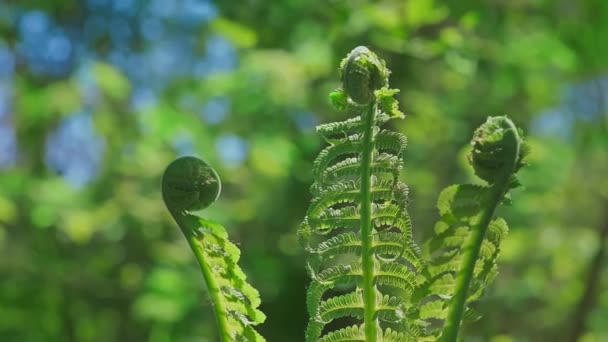 Young Green Fern Leaves Lit By The Sun macro footage. — Wideo stockowe