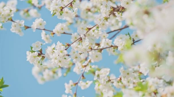 Cherry blossom in full bloom swaying in wind with blue sky — Wideo stockowe