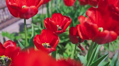 Güneşli yaz mevsiminde rüzgarda süzülen kırmızı laleler.