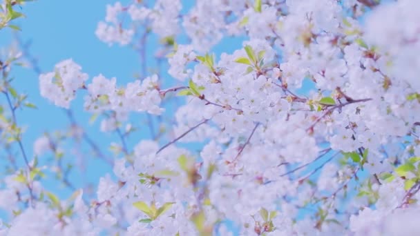Cherry blossom in full bloom swaying in the wind. — Wideo stockowe