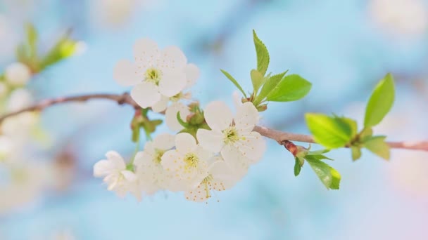 Macro footage of the cherry blossom in full bloom swaying in the wind. — Wideo stockowe